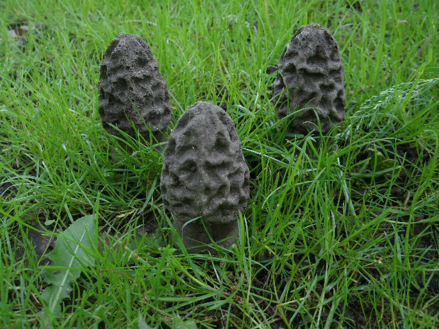 Cement Brown Sm 2 1/2" Morel Mushroom Lot of 3 Garden Statue Weathered